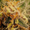 GG#4 Original Glue (Seedstockers)