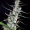 Graines de cannabis Hawaiian Snow x Amnesia x Face Off (GHS)