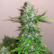 Jack Herer Auto