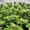 Kyle’s Sweet Island Seeds