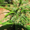 Malawi Seeds