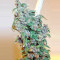 Graines de cannabis Malawi x PCK Regular (Ace Seeds)