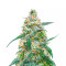 Mimosa (Herbies Seeds)
