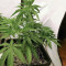Mimosa x Orange Punch Feminized Seeds (Barneys Farm)