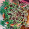 Moby Dick (Herbies Seeds)