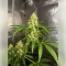 Northern Light Automatic Seeds (RQS)