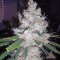 Pink Kush (Barney's Farm)