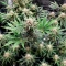 Skywalker Autoflower Feminized Seeds (Seedkeepers)