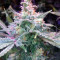 Smurfberry Auto feminized seeds