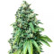 Sour Diesel (Big Head Seeds)