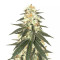 Wedding Cake feminized seeds (Original Sensible Seeds)