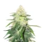 Wombat feminized seeds
