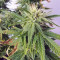 XXL Fem Mix Feminized Seeds (Seedstockers)