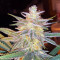 Semi femminizzati Z (Blackskull Seeds)
