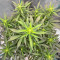 Strawberry Gorilla Auto strain