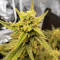 Graines de cannabis Sweet Gelato Auto (Sweet Seeds)