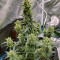 Graines de cannabis Sweet Gelato Auto (Sweet Seeds)
