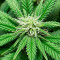 Northern Lights Feminized Seeds (Herbies Seeds USA)