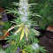 Auto Gorilla OG Seeds