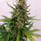 Graines de cannabis Auto Strawberry Gum (Advanced Seeds)