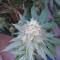 Chemdawg Seeds (Humboldt Seeds Organization)
