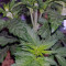 Critical Kush Seeds