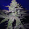 Early Skunk Haze (Early Pearl Skunk x Haze) Regular seeds