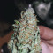 Girl Scout Cookies Seeds (Garden of Green)