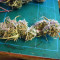 Girl Scout Cookies feminized seeds (Original Sensible Seeds)