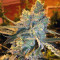 Girl Scout Cookies (Original Sensible Seeds)