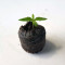 Green Crack Seeds (Blimburn Seeds)
