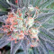 Graines de cannabis Kali China Breeders Pack (Ace Seeds)