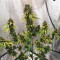 NYC Diesel Seeds