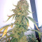 OG Kush Express Seeds