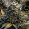Original Glue Seeds