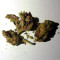 Pakistan Chitral Kush (CannaBioGen)