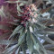 Purple Punch feminized seeds (Seedstockers)