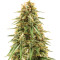 Strawberry D-Lite regular (Sagarmatha Seeds)