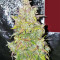 The White Train Auto (Mephisto Genetics)