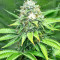 Xtreme Kush (Xtreme Seeds)