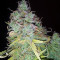 Z Glue feminized seeds (Expert Seeds)