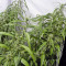Arjan's Ultra Haze #1 feminized seeds