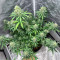 Gorilla Cookies Fast Flowering Seeds(Fast Buds)