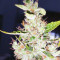 Kalashnikova Auto feminized seeds