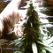 Purple Haze Seeds - Cannabis Strain Seeds for Sale