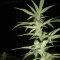 West Coast O.G. Seeds