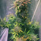 Semi di cannabis fem Gelato Auto in vendita