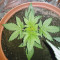 Buy Cream Caramel Auto feminized seeds by Sweet Seeds