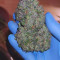 Original Auto OG Kush Seeds - Cannabis Strain Seeds for Sale