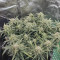 Forbidden Runtz Seeds - Cannabis Strain Seeds for Sale